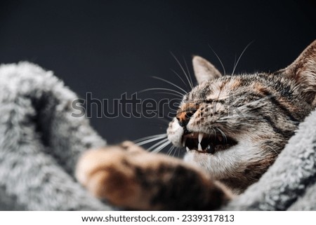Cute tabby cat opens its mouth to yawn. Funny picture of a cat after sleeping.