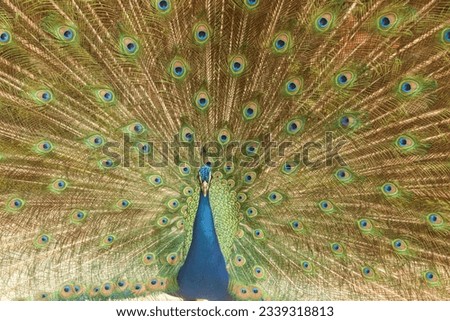 
peacock in the park with open wings