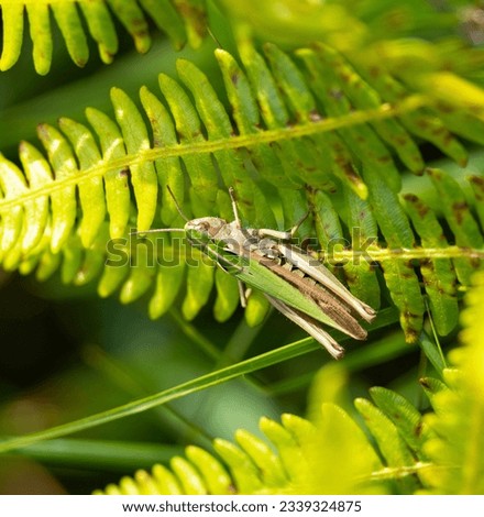 The female Common Green Grasshopper always has a green top view and a short keel on the forehead. The song is a hissing sound about twenty seconds in duration. Royalty-Free Stock Photo #2339324875