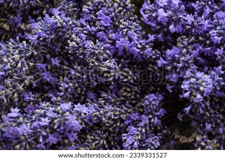 Top view of a bouquet of purple lavender flowers. Bunch of lavandula flowers. Photo from above.                               