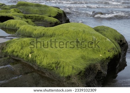 Expanse of green algae that grows on the rocks on the beach.