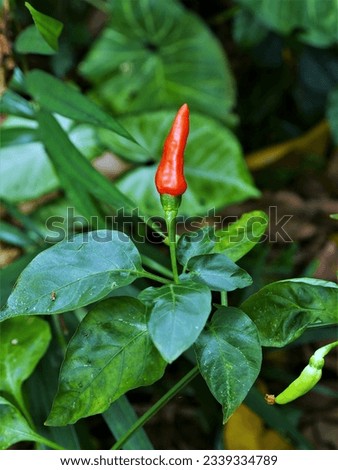 The vibrant color of the cabai (Capsicum frutescens)
, which is both difficult and energizing Royalty-Free Stock Photo #2339334789