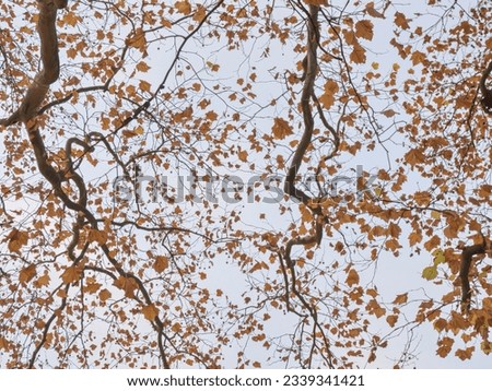 A view into the branches of a yellowing tree, an image suitable as wallpaper