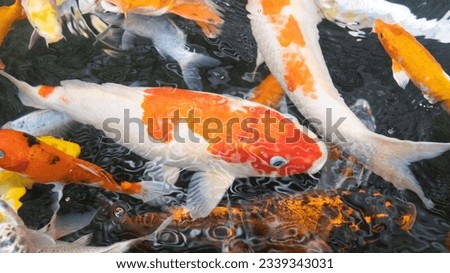 Pictures of pet fish playing in the water