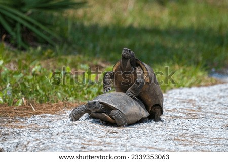 Sequence four of a series on the mating ritual of the gopher tortoise. The male circles back around the female and mounts her. A large male, like this one, will mate more females than a smaller male.  Royalty-Free Stock Photo #2339353063