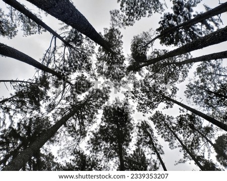 High-angle picture, dark sky, gray rain and pine trees, small and large black trunks alternately, very beautiful.

