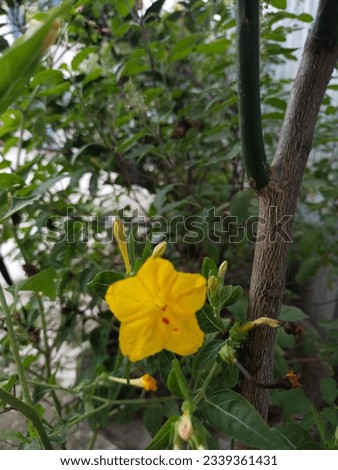 Mirabilis  Jalapa Flower Divided  Into yellow Stock Photo