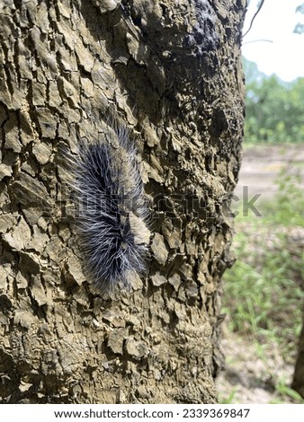 A slug on a rubber tree