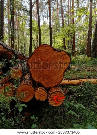Red wood stocked in the Forest 