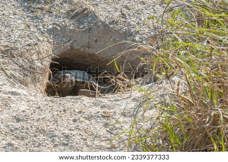 A gopher tortoise in the opening to his burrow. The burrow not only provides the tortoise a place to rest and protection from the elements, but is used by up to 400 species of wildlife for refuge.  Royalty-Free Stock Photo #2339377333