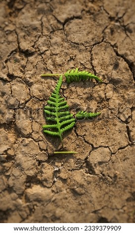 Alphabet 'F' made of green fern fern leaves on brown cracked dry ground.