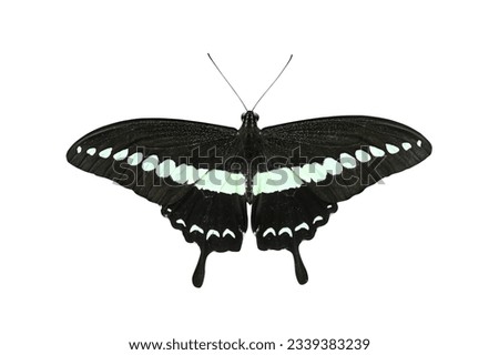 Butterfly spreads its wings on white background, Banded swallowtail