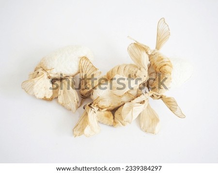 Silkworm cocoon and silkworms on white background. Closeup photo, blurred. Royalty-Free Stock Photo #2339384297