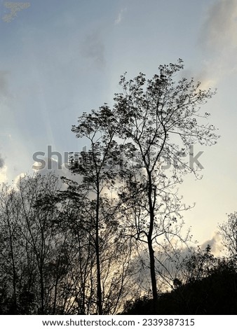 Picture of nature in the morning with beautiful light gives a new mood to the morning with the beauty of the trees and the warm sky. It is suitable as a nature image to be used as a background for you