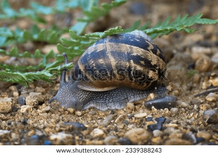 Common garden snail comes out after the rain Royalty-Free Stock Photo #2339388243