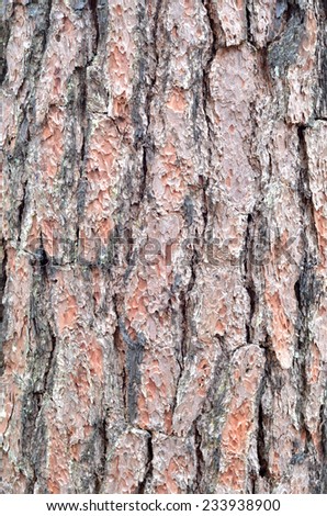 Bark of Pine Tree.