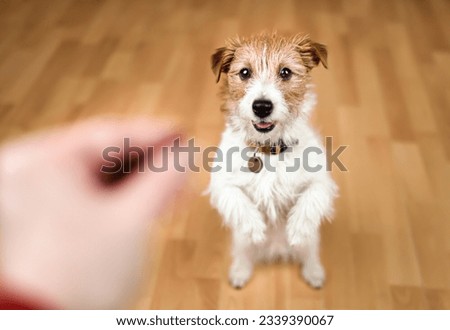 Cute dog begging for snack food. Puppy training background. Royalty-Free Stock Photo #2339390067