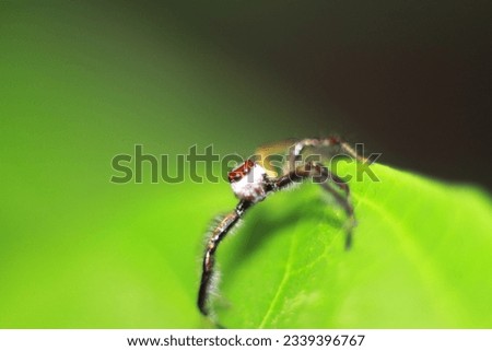 A Spider Macro Photo Short 