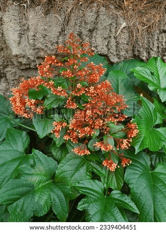Orange flowers with green leaves 