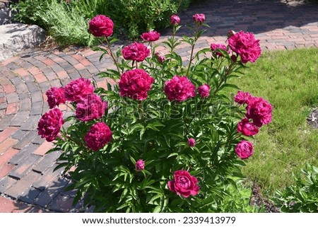 Pretty large pink peony plant blooming and flowering in the summer.