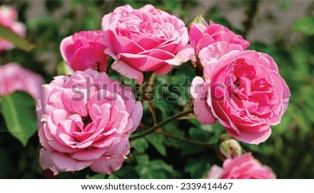 Pink flowers symbolize love, happiness, and femininity. They are also often associated with Mother's Day and other special occasions for women.