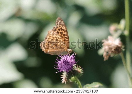 a brown butterfly in a macro shot sits on a purple flower
