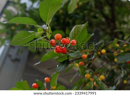 Sweet cherries ripening on a tree