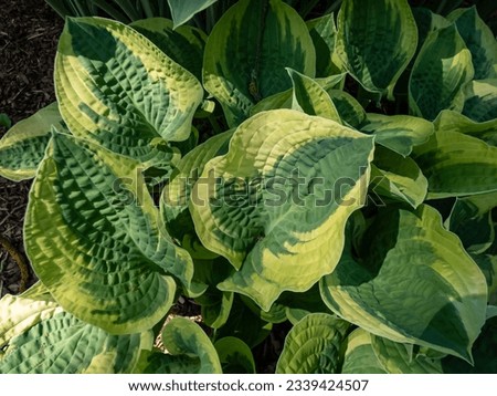 Plantain lily (hosta) x 'Wide Brim' forms attractive, dome-shaped mound of broadly heart-shaped, dark green leaves with a blue cast, widely and irregularly margined yellow Royalty-Free Stock Photo #2339424507