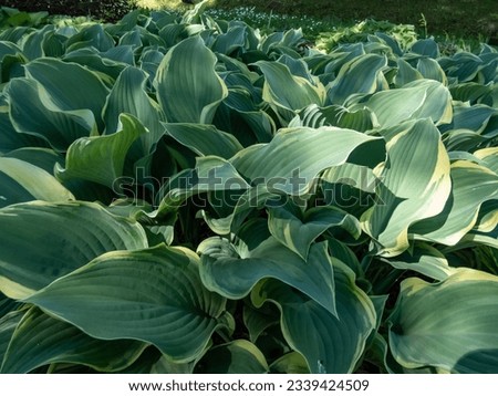 Hosta 'Regal Splendor'. Large hosta featuring thick, cordate, wavy-undulate, blue-gray leaves with irregular creamy white to pale yellow margins and cuspidate tips in sunlight Royalty-Free Stock Photo #2339424509