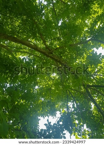 Walnut branches stand tall in the landscape. The tree are covered in green leaves, and their branches reach up to the sky. The image is evokes a sense of peace and tranquility