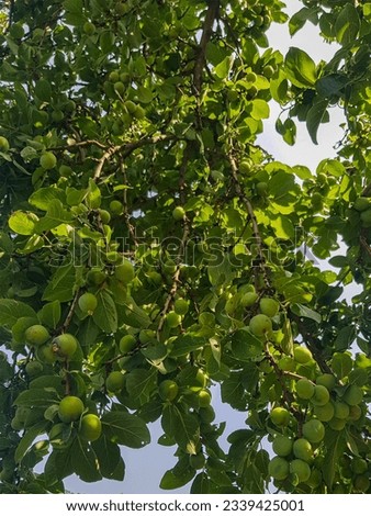 Plum tree laden with ripe plums. The plums are a light green color, and they are clustered together on the branches. The tree is surrounded by lush green leaves, and the sun shines through the leaves