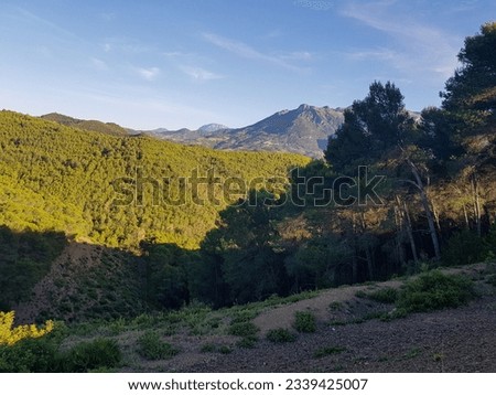 A majestic mountain range covered in lush green pine forests and rolling hills. The mountains are a deep green color, and the pine trees are a vibrant green color. and the hills spread out