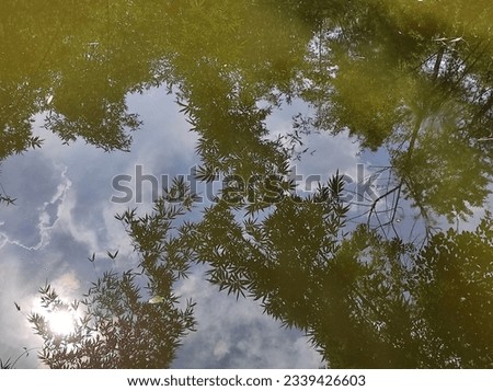It is like a water picture.  Through which in the clear water of a pond the beauty of the sky and some vine leaves have come.
