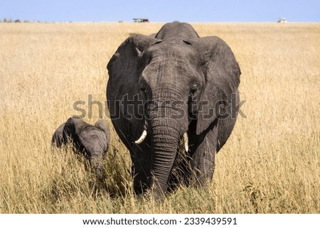 Photo of an elephant family. In the picture is the mother with its baby in the Kenyan savannah