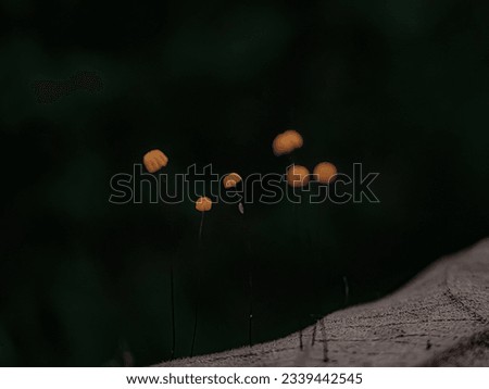Marasmius siccus mushroom. Marasmius siccus, or orange pinwheel, is a small orange mushroom in the genus Marasmius, with a "beach umbrella" shaped cap. Macro photo.