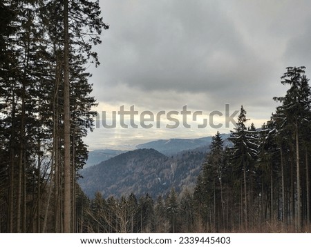 Trees in the forest during summer, autumn or winter. Slovakia