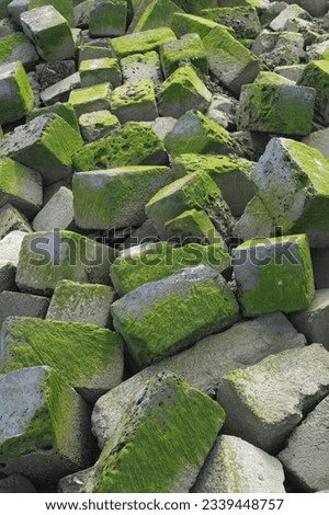 Wallpaper with moss, marine atmosphere, blocks covered with green moss, shallows, mossy concrete blocks, shore, water in the background, coastal environment