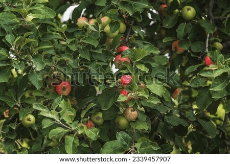 Green culinary apples growing on an old fruit tree. Apples on a branch. Red juicy apples hanging on a tree. A branch of an apple tree with several apples, fruit on a summer morning in the garden.