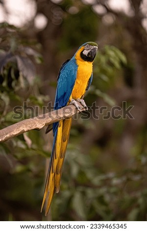 Adult Blue-and-yellow Macaw of the species Ara ararauna Royalty-Free Stock Photo #2339465345