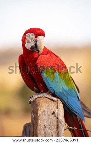 Adult Red and green Macaw of the species Ara chloropterus Royalty-Free Stock Photo #2339465391