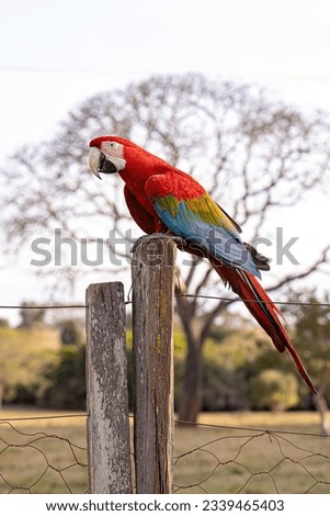 Adult Red and green Macaw of the species Ara chloropterus Royalty-Free Stock Photo #2339465403