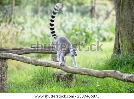 Picture of a ring tailed Lemur