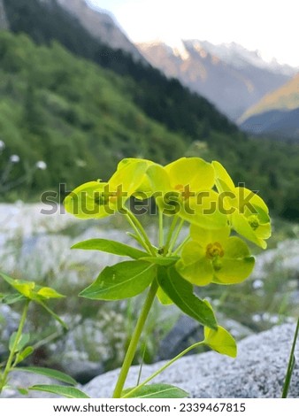 Nature wild flower in mountains