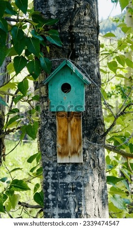 An occupied birdhouse on a birch tree.