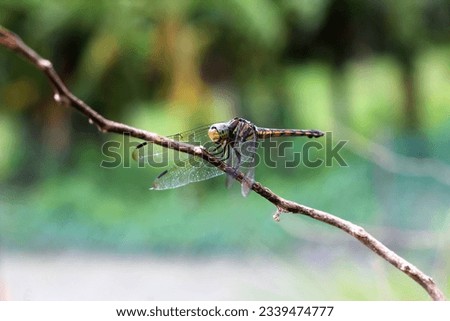 Dragonfly. Beautiful dragonfly in the nature habitat.  Macro shots of a dragonfly.