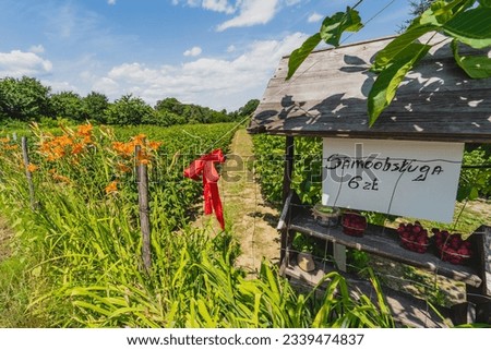 A crop field with a stand where you can buy raspberries. No reseller. The sign reads "Self-service PLN 6"