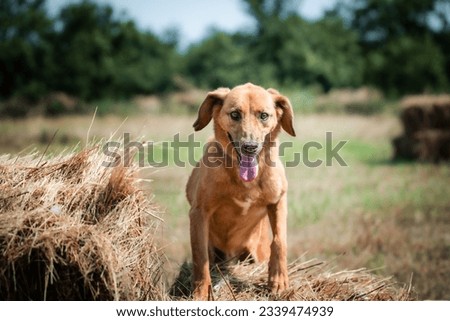 Yellow rescued dog have regular daily walk on the hay field. He is climbing on the bale and posing for a photo