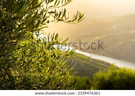 Olive trees at sunset on the mountain. n Douro valley near Pinhao village, heritage of humanity Royalty-Free Stock Photo #2339476361