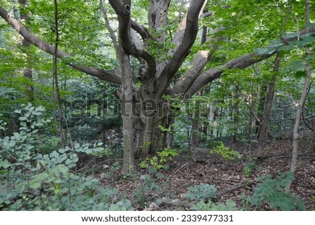 American Beech (Fagus grandifolia) along hiking trail at Falls Reserve during Summer Royalty-Free Stock Photo #2339477331