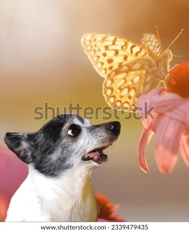 A curious Chihuahua meets a delicate butterfly in nature's tender embrace. 🦋🌸 #Curiosity #Harmony #NatureBond" 📸